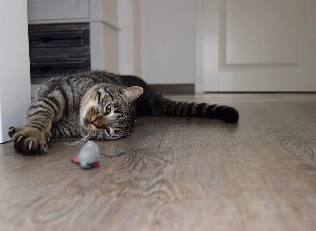 Cat Declawing What It Is, What Experts Say, and the Best Alternatives