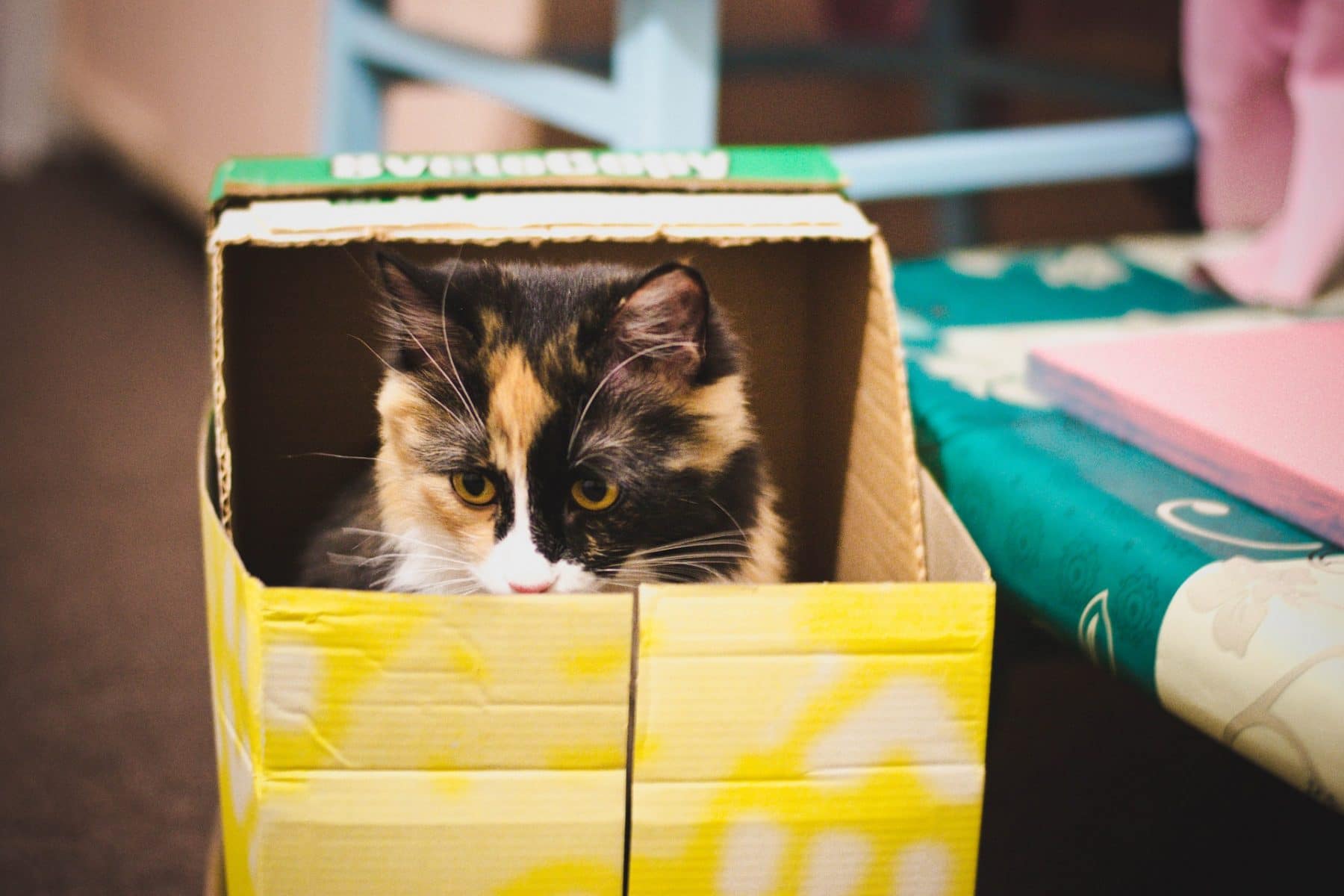 Why Do Cats Like Boxes? Here's why your cat loves cardboard boxes