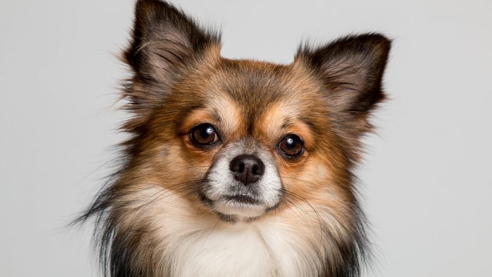 Long Haired Chihuahua Hair Cuts A Guide To Grooming With