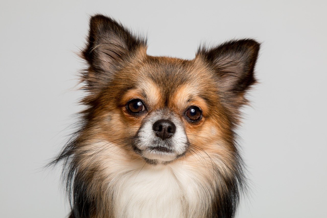 tricolor long haired chihuahua