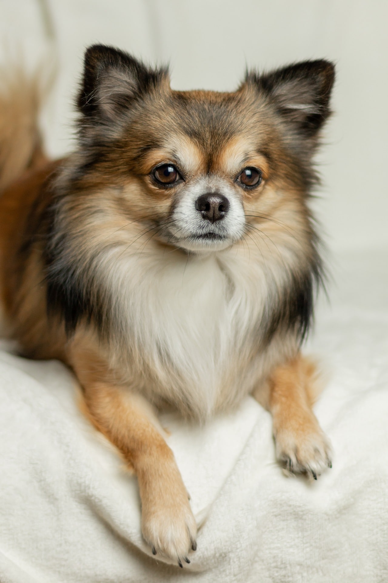 Long Haired Chihuahua Hair Cuts: A Guide to Grooming with Hairstyle Pics