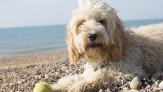 11 Facts That Only Labradoodle People Know By Heart