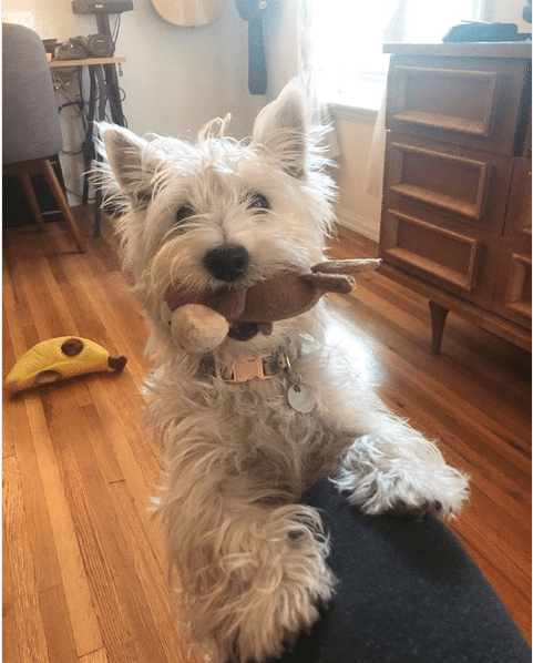 A cute Westie puppy holds a toy in their mouth, begging to play