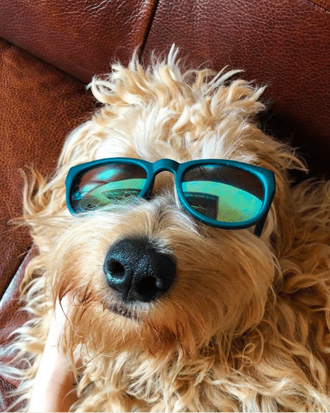 A cute puppy wearing sunglasses