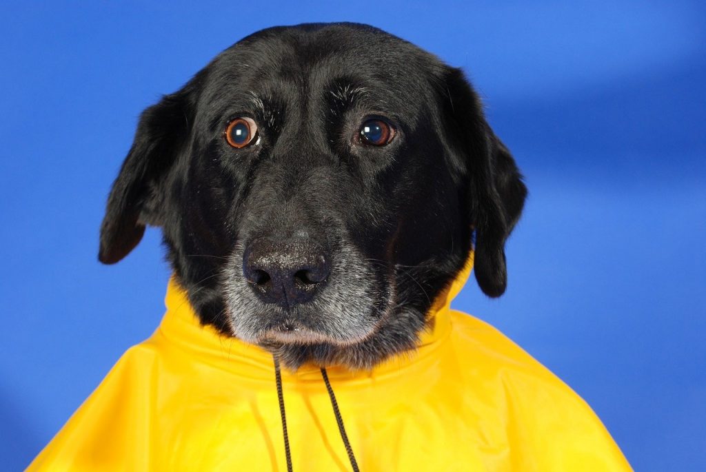 boxer dog raincoat