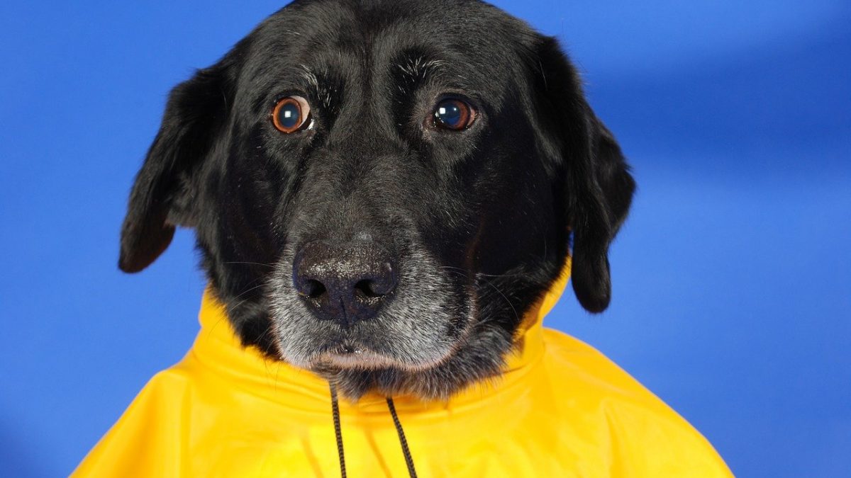 Best Dog Raincoats 13 Dry and Cozy Dog Raincoats for Wet Walks