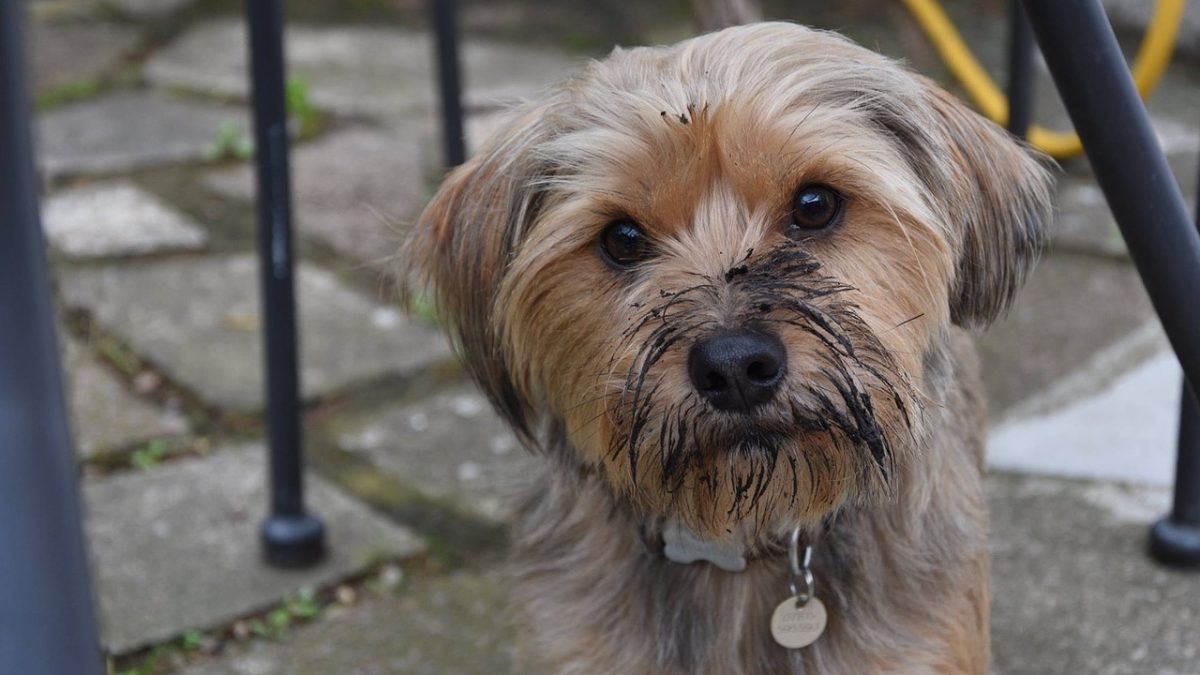 Image showcasing Why Do Dogs Eat Dirt? Diet, Illness, or Habit? Vets Weigh In
