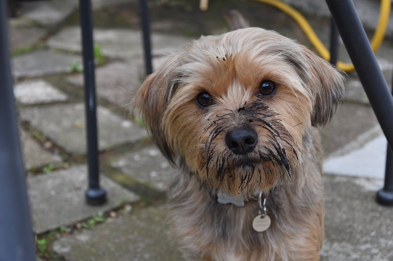 what do you do if your dog eats dirt