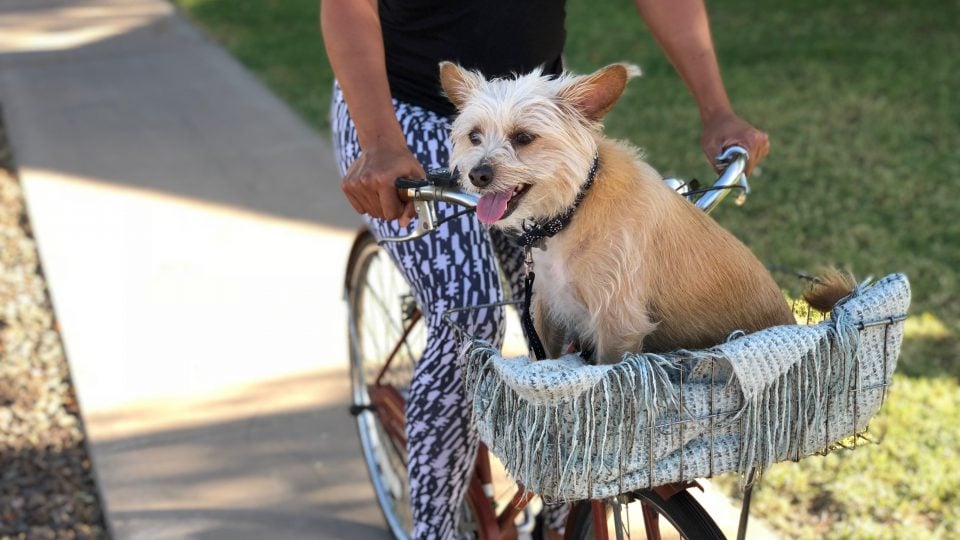 Faire du vélo avec son chien ? C’est possible, et voici comment Rover