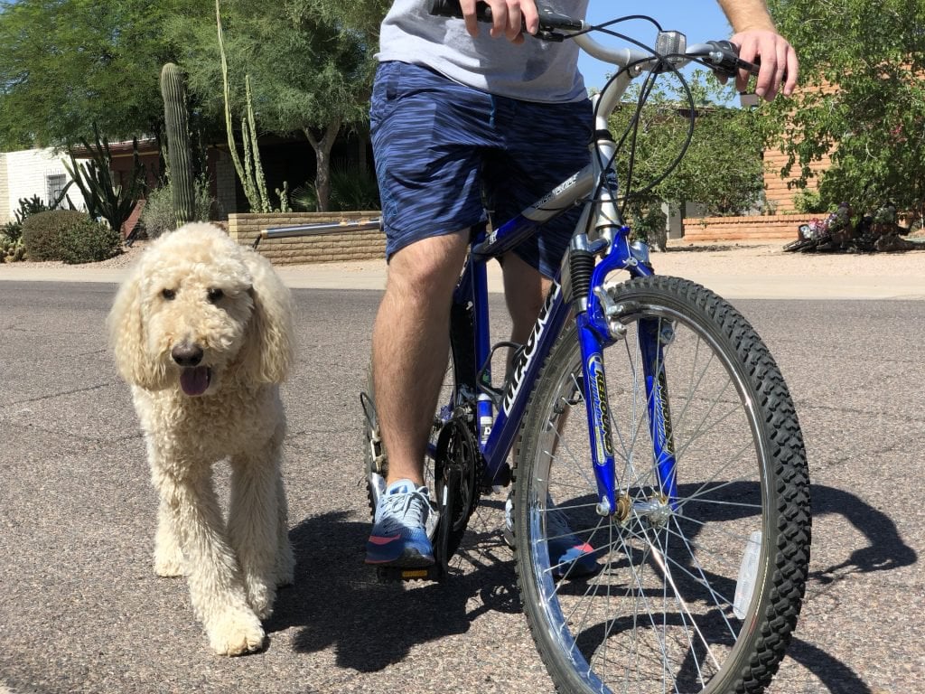 homme sur bicyclette avec son chien qui court a cote