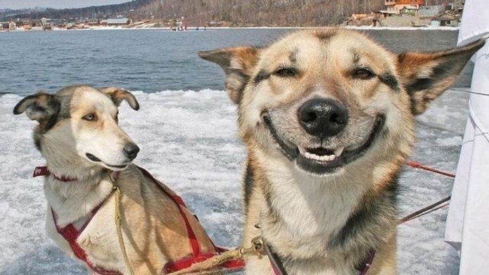 21 Amazing/Awful Dog Jokes | The Dog People by 