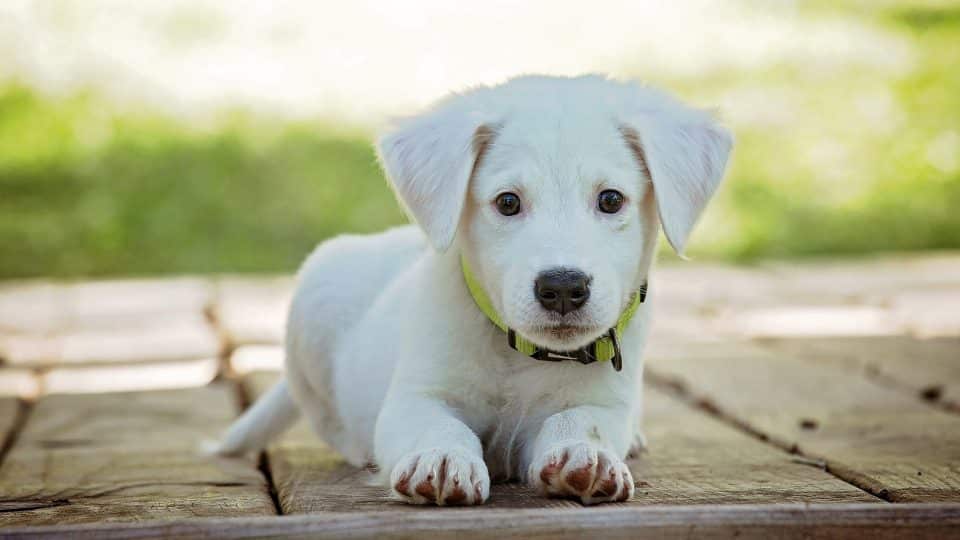 Un nuevo cachorro en casa: tu guía paso a paso para la semana | The Dog People Rover.com