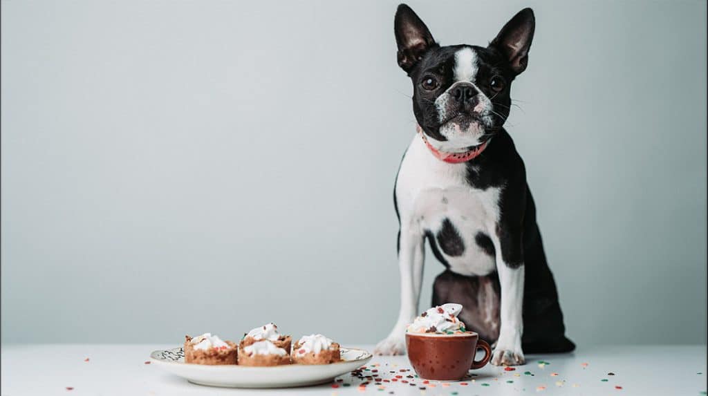 dairy-free puppuccino for dogs