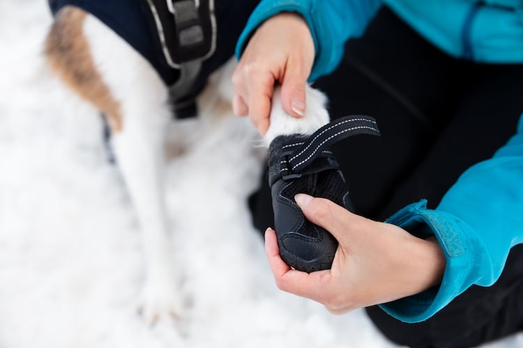 Woman dressing dog booties or shoes at the dog paws, protection and shelter at winter season