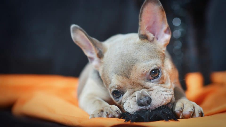 French Bulldog puppy chewing on toy spider