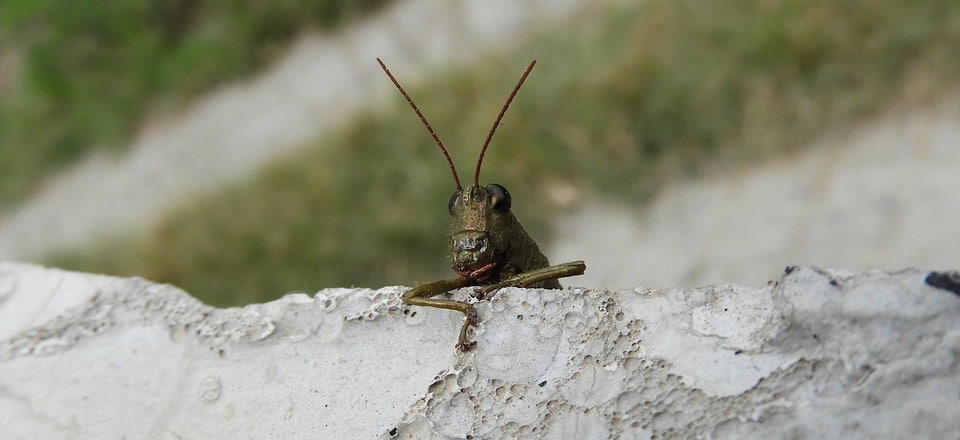 Cricket Protein For Dogs Might Be The Future Of Pet Food Here S Why