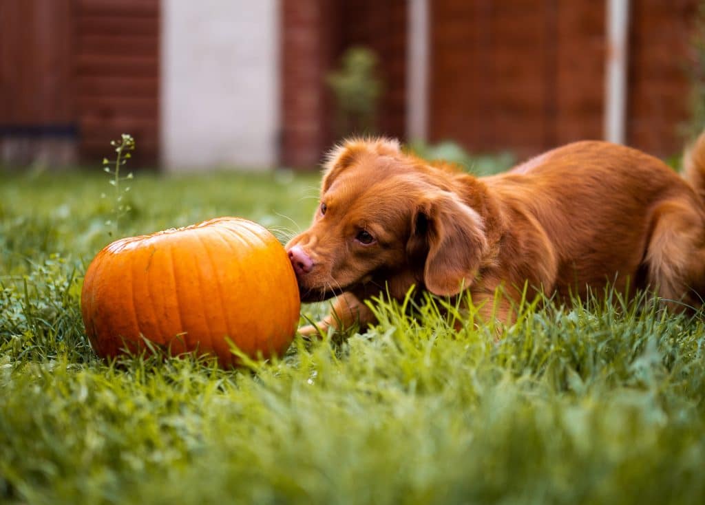why does pumpkin help dogs