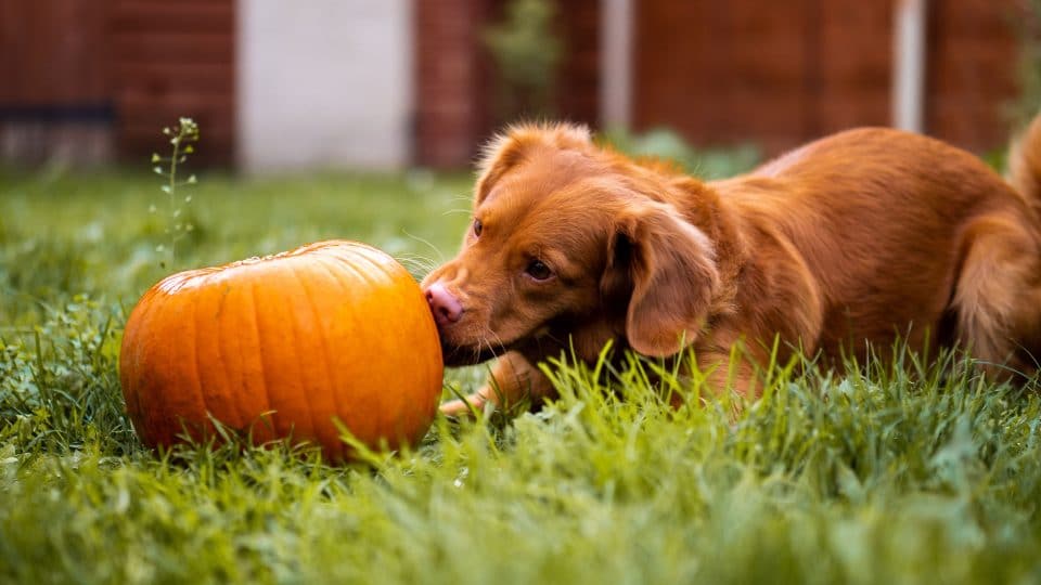 amount of pumpkin for dogs