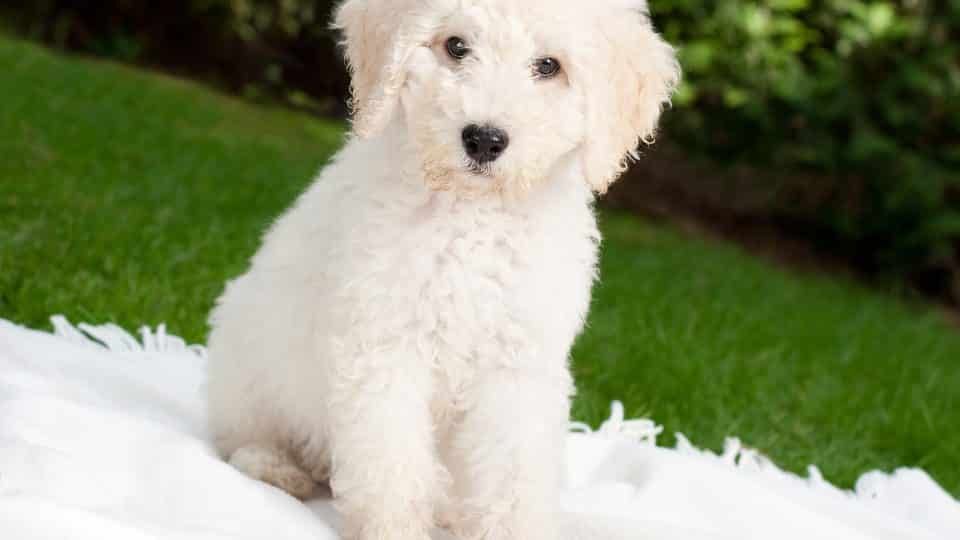 Labradoodle Puppies Everything You