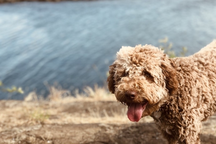 service Ørken oplukker 26 hunderaser som ikke røyter: En fullstendig oversikt for pelsfri kos |  The Dog People by Rover.com