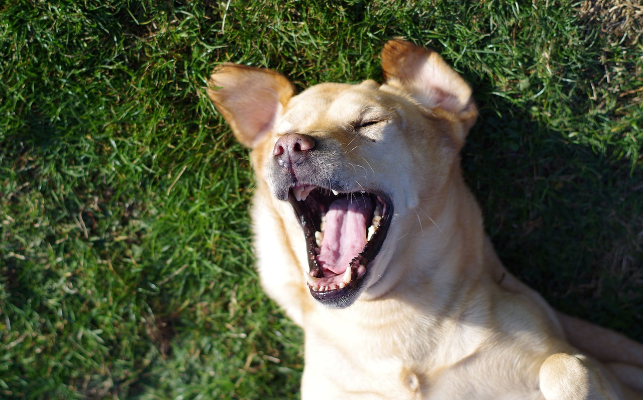 50 of the Most Funny Dog Names in Canada The Dog People by