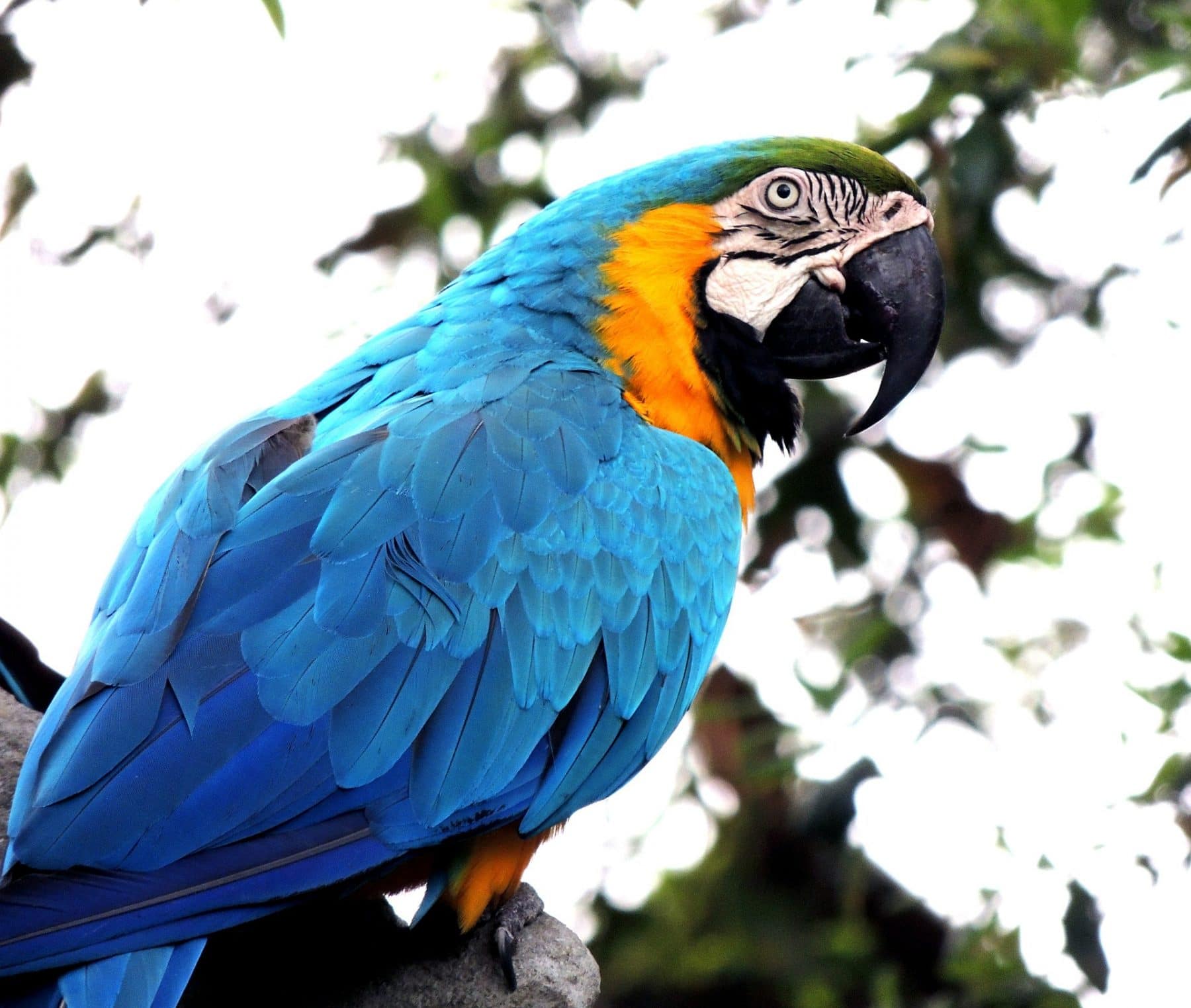 145 Best Bird Names for Budgies, Parrots, Cockatoos and More