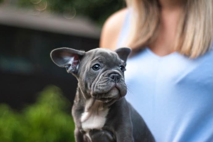 grå og hvit fransk bulldog valp sitter på fanget til en blond dame