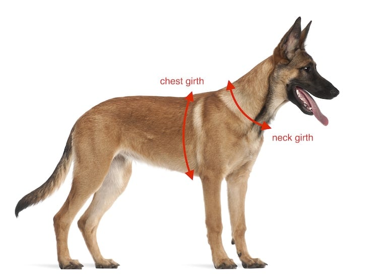 German Shepherd standing in profile, with lines indicating chest girth and neck girth