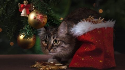 cat under Christmas tree