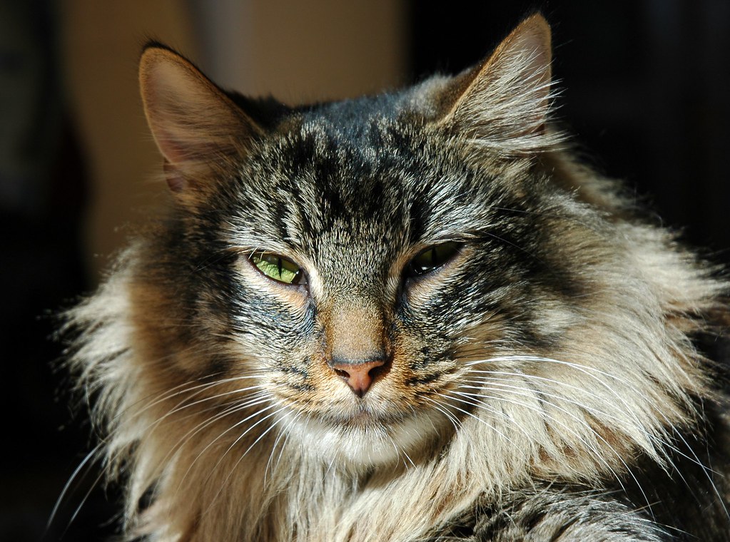 14 Rare Cat Breeds You Ve Probably Never Heard Of,What Is Frisee Salad