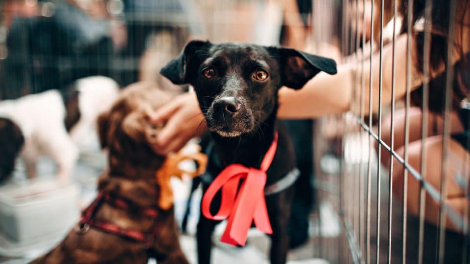 playpen for german shepherd