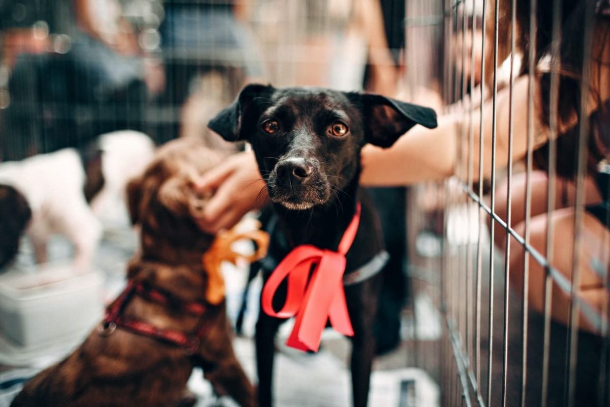 dog climbing out of pen