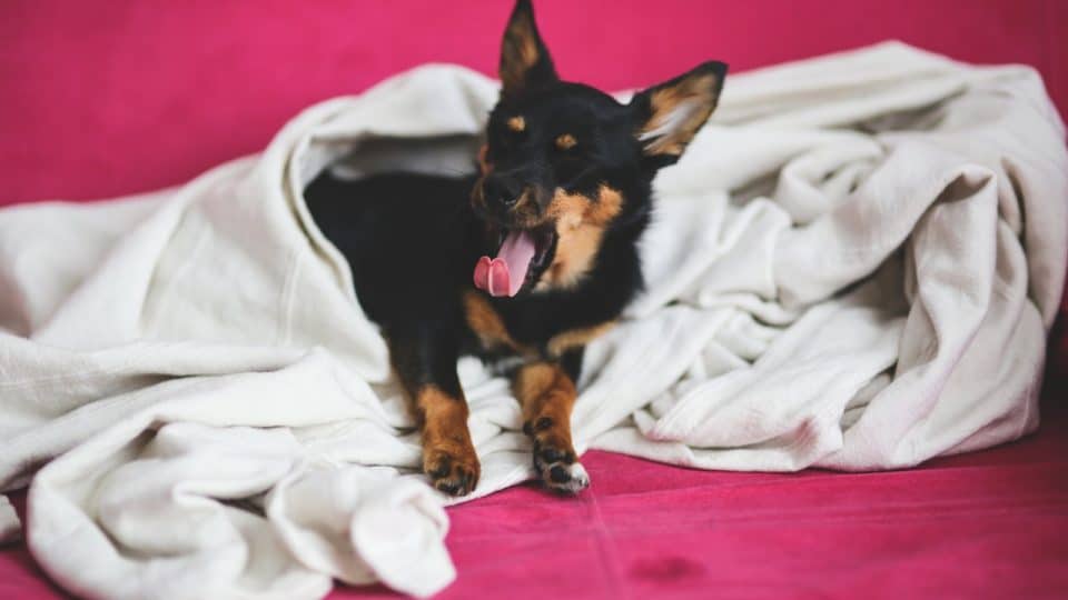 the range dog blankets