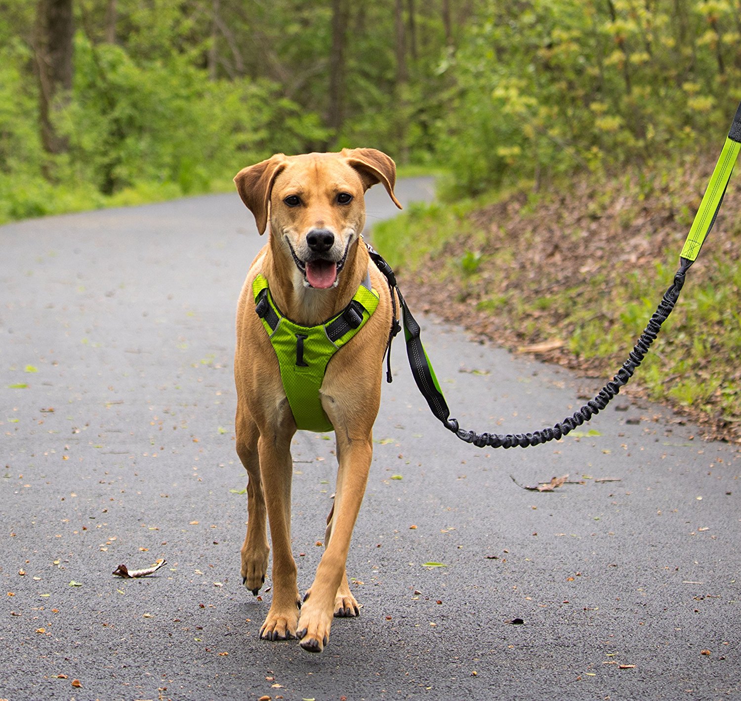 Canicross : Quel équipement pour courir avec votre chien ?