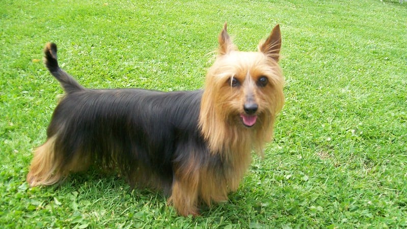 silky terrier vs yorkshire terrier: this is a silky terrier smiling at the camera