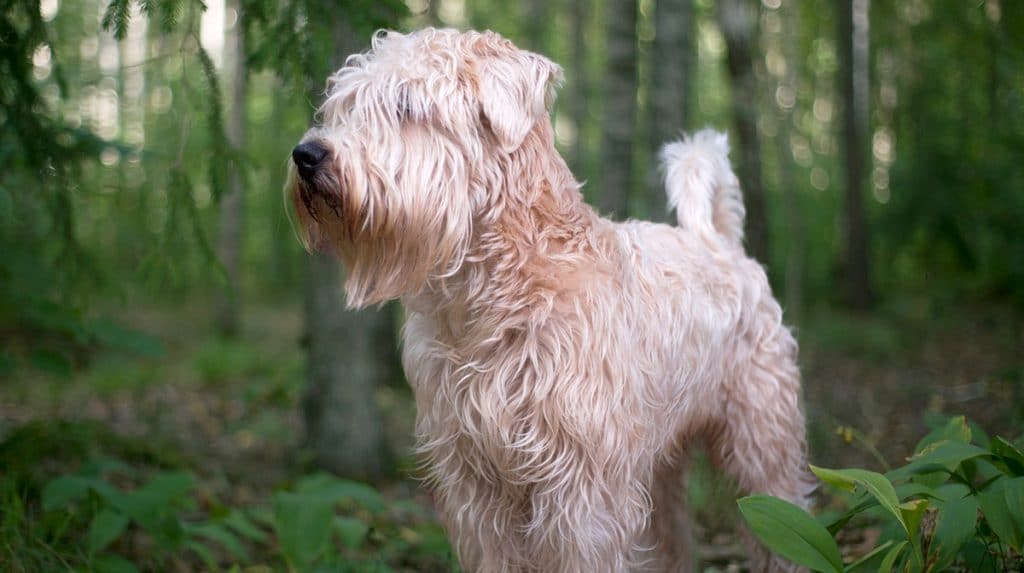 famous wheaten terriers