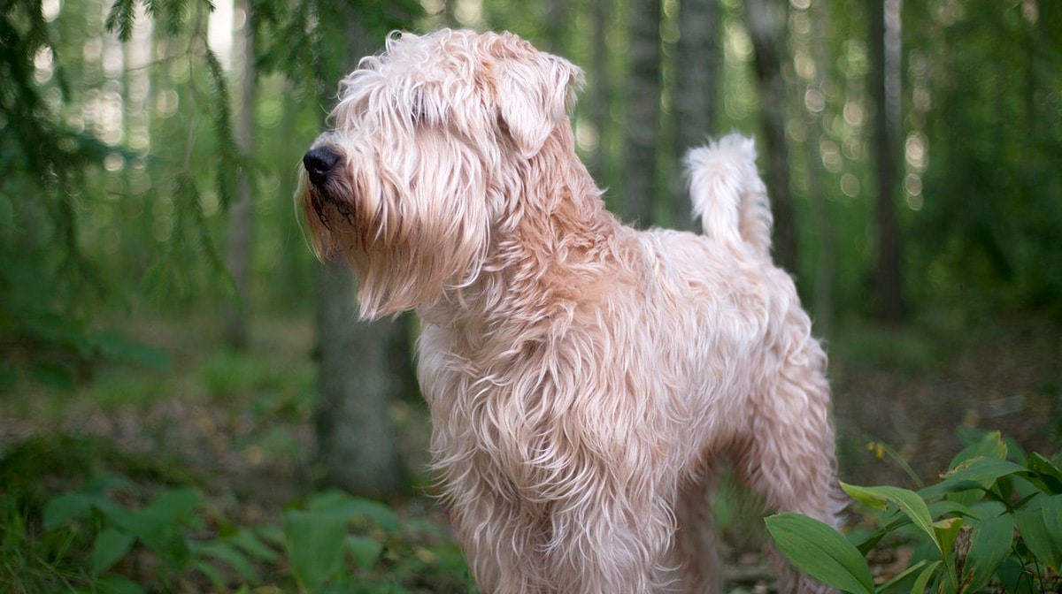 Soft-Coated Wheaten Terrier