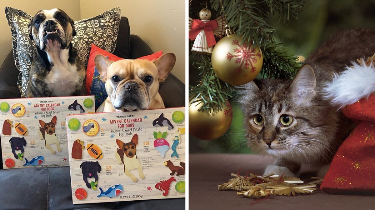 Trader Joe s Announces Advent Calendar For Cats Dog Steps For Bed