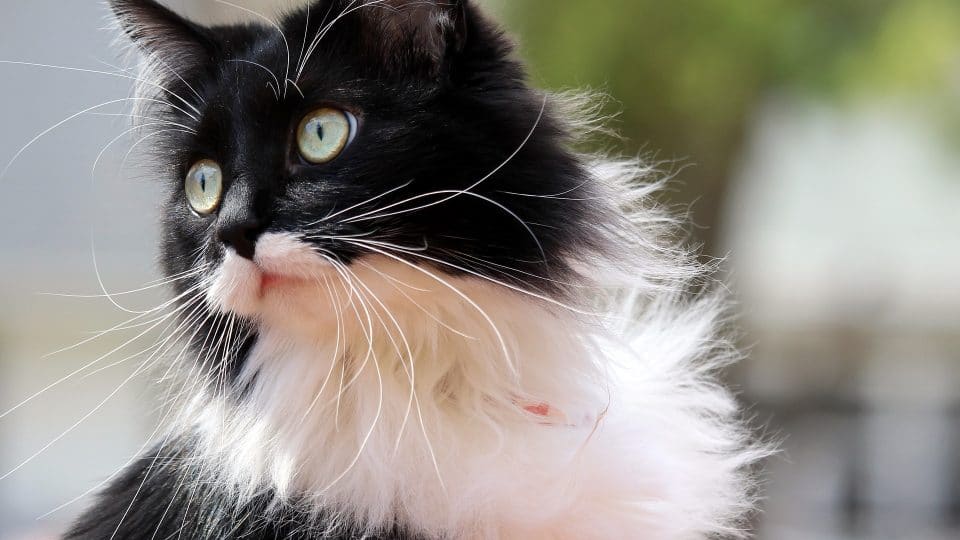 70 Tuxedo Cat Names For Cats Dressed For Every Occasion,Small Teens