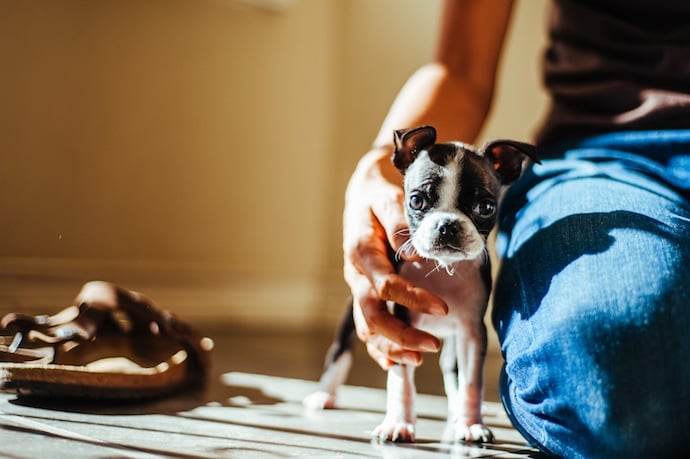 un maitre apprend la propreté à son chiot