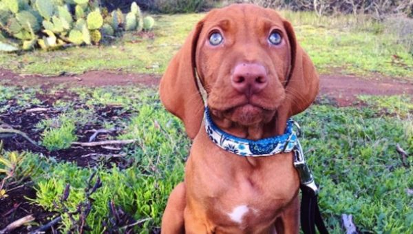 russet gold vizsla