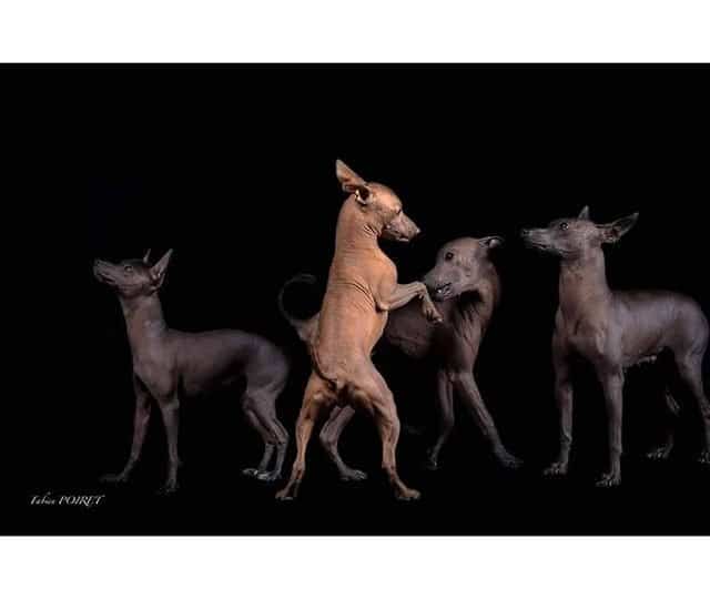 The Amazing Story Behind Mexico S Ancient Dog Breed The Dog People By Rover Com