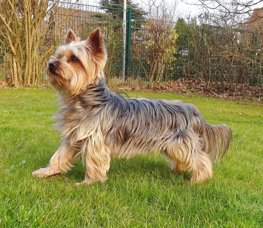 Silky Terrier Vs Yorkshire Terrier Learn The Differences Before You Adopt