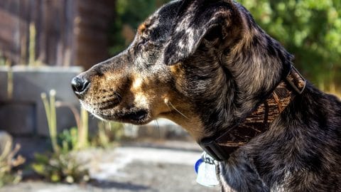 catahoula leopard dog profile in the sun