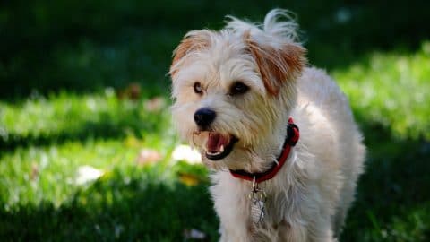 Yorkiepoo in grass