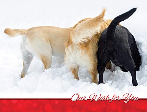 16 Dog Christmas Cards for 2019 Seasonal, Heartwarming, and Adorable