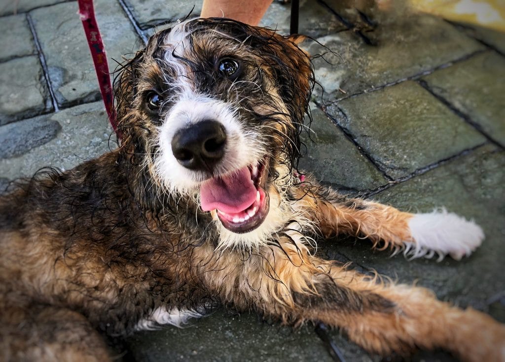 haircuts for bernedoodles