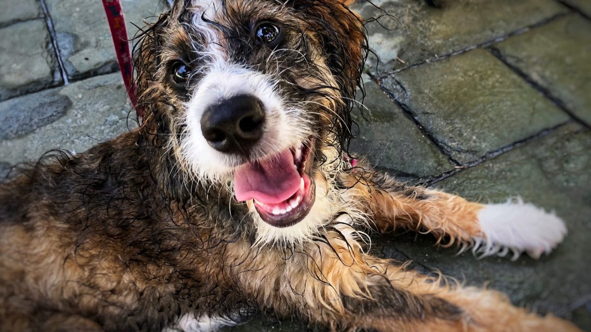 Bernedoodle Haircuts Hairstyle Pictures, Tips, and Grooming Advice