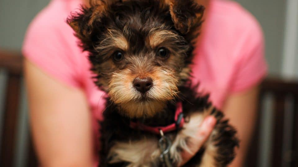 what can you breed a yorkie poo with?