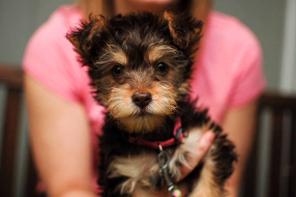 Yorkiepoo Dogs Fun Facts History And